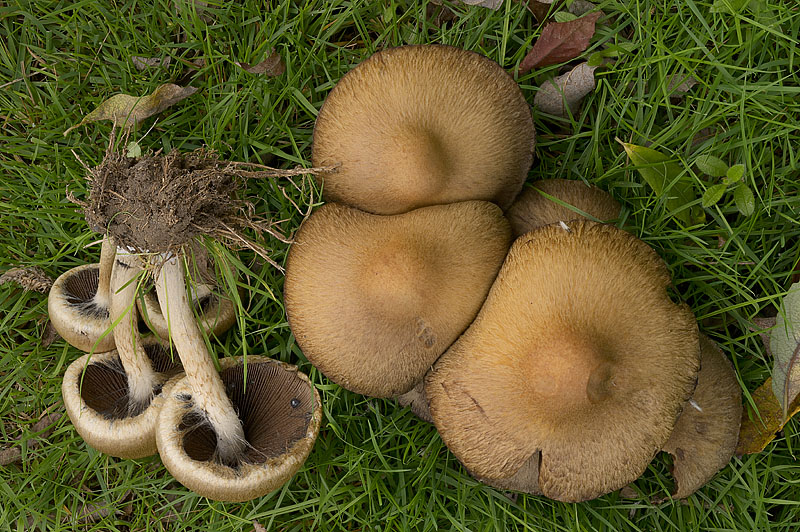 Lacrymaria lacrymabunda